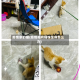 疫情家的猫(疫情期间猫咪生病怎么办)