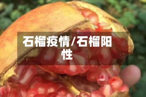 石榴疫情/石榴阳性