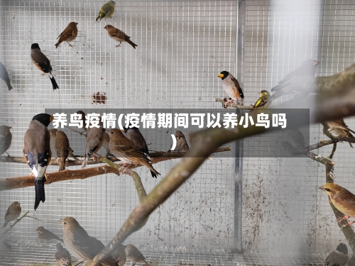 养鸟疫情(疫情期间可以养小鸟吗)-第1张图片