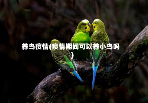 养鸟疫情(疫情期间可以养小鸟吗)-第2张图片