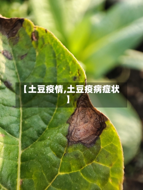 【土豆疫情,土豆疫病症状】-第1张图片