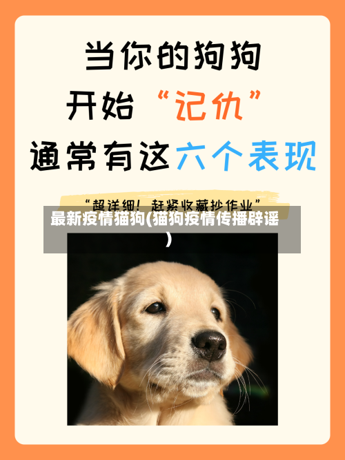 最新疫情猫狗(猫狗疫情传播辟谣)-第1张图片