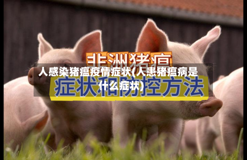 人感染猪瘟疫情症状(人患猪瘟病是什么症状)-第1张图片