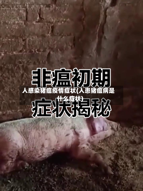 人感染猪瘟疫情症状(人患猪瘟病是什么症状)-第2张图片
