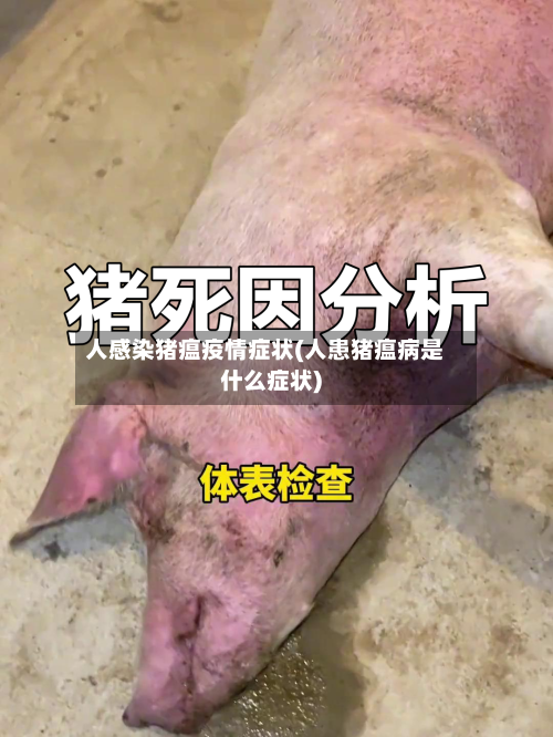 人感染猪瘟疫情症状(人患猪瘟病是什么症状)-第3张图片
