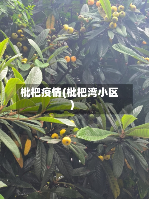 枇杷疫情(枇杷湾小区)-第2张图片
