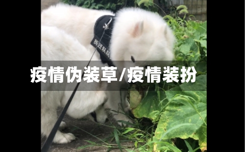 疫情伪装草/疫情装扮-第1张图片