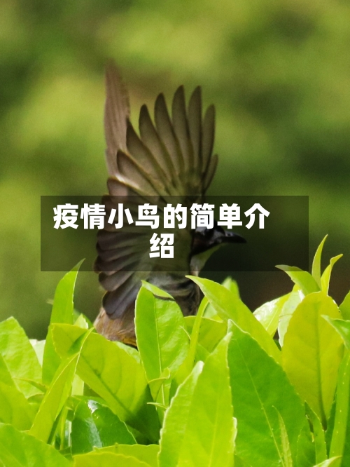 疫情小鸟的简单介绍-第3张图片